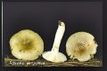 Russula aeruginea-amf1749